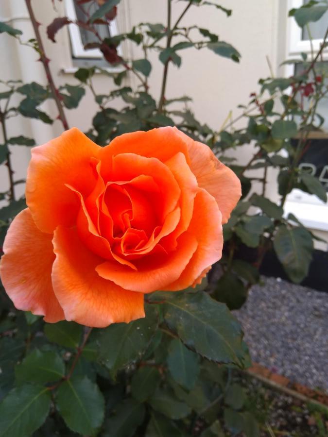 Twin Oaks Bed & Breakfast Kilkenny Esterno foto