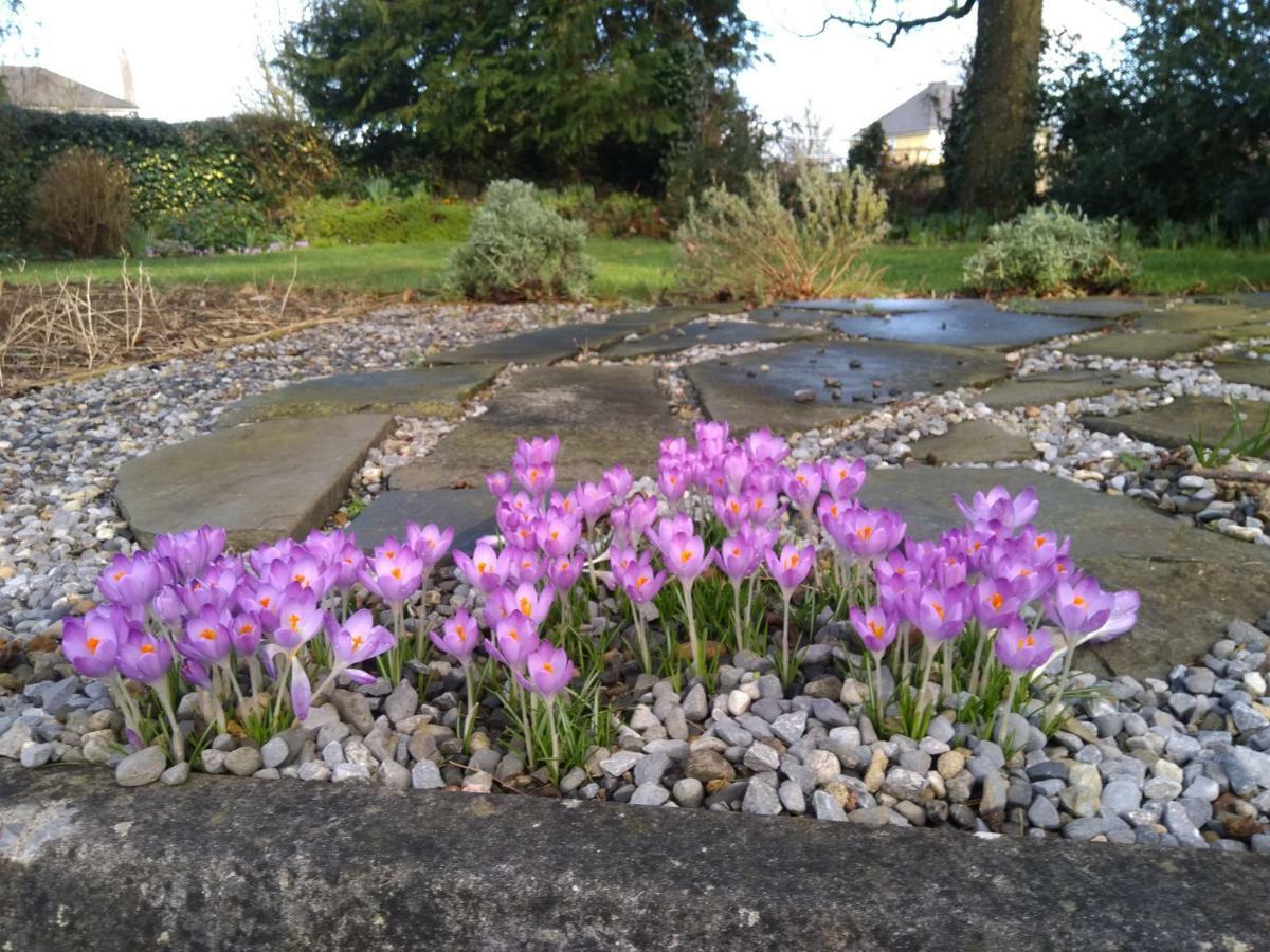 Twin Oaks Bed & Breakfast Kilkenny Esterno foto