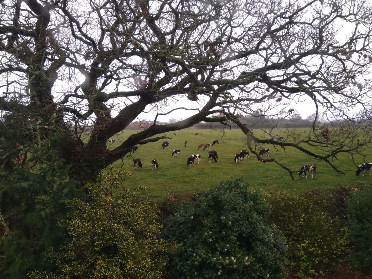 Twin Oaks Bed & Breakfast Kilkenny Esterno foto